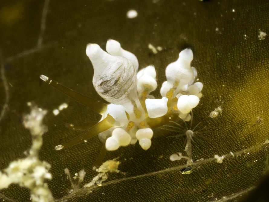 Eubranchus inabai